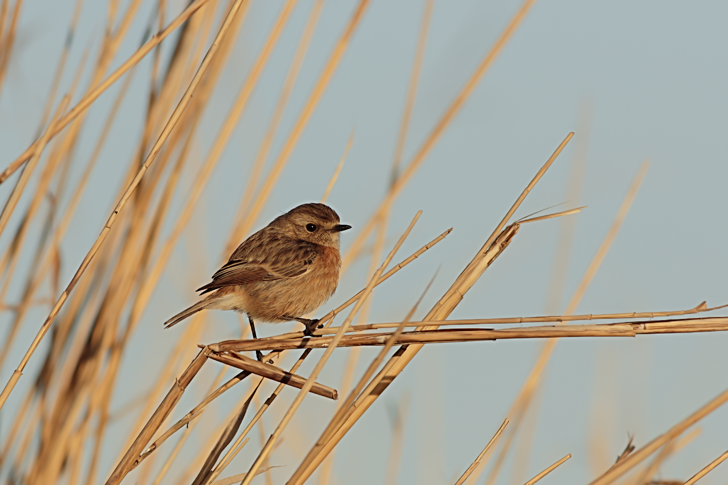 Stonechat female