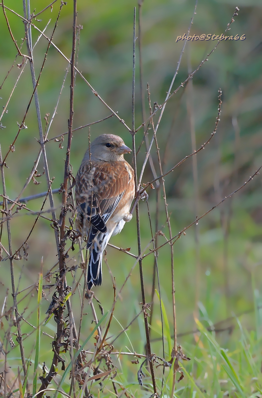 Carduelis cannabina (Fanello)