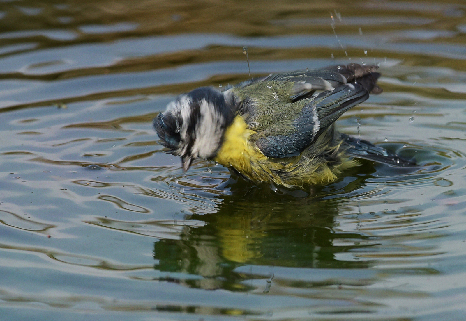 brrrrrr ... too cold my head is spinning