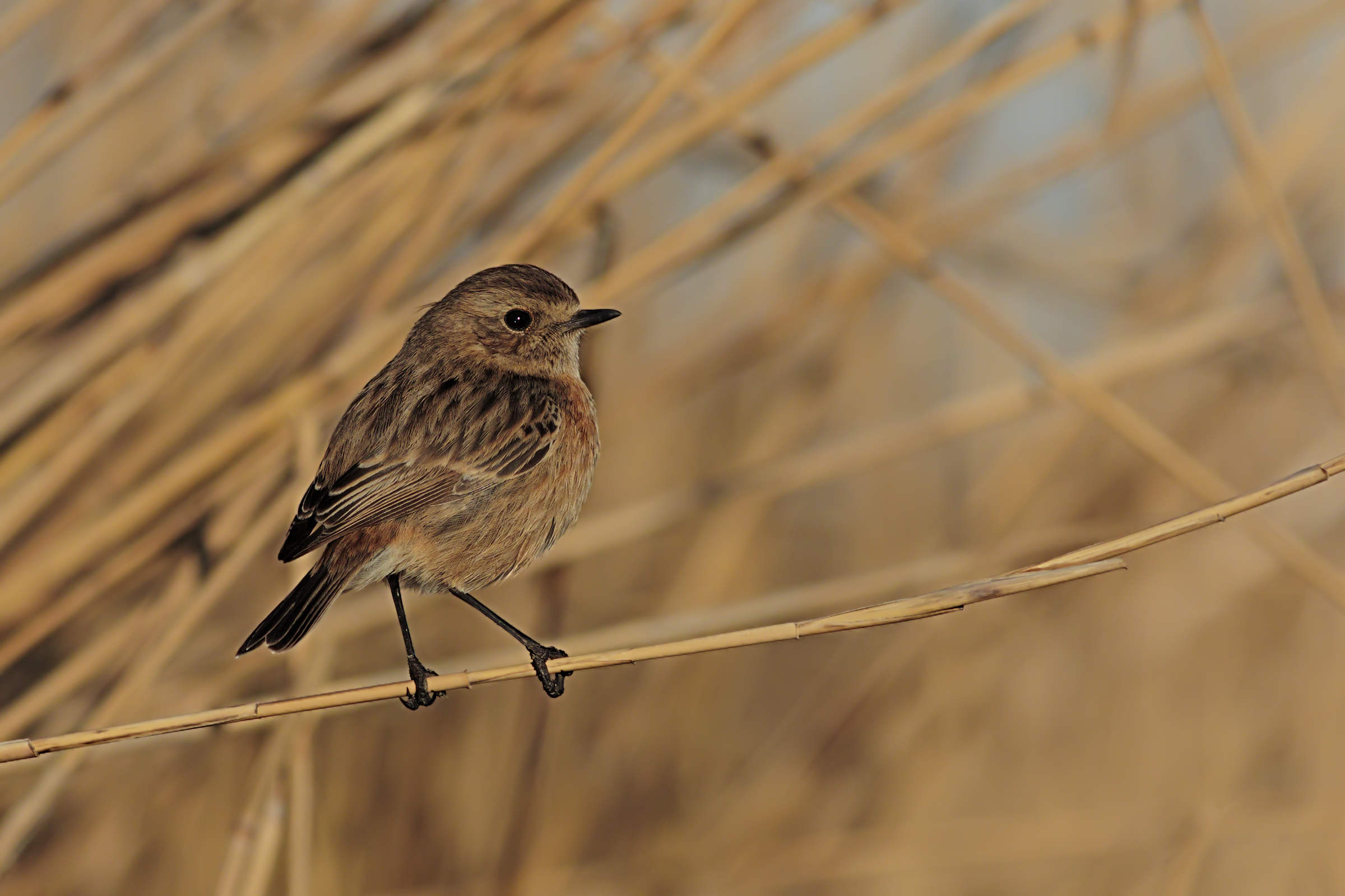 Stonechat female