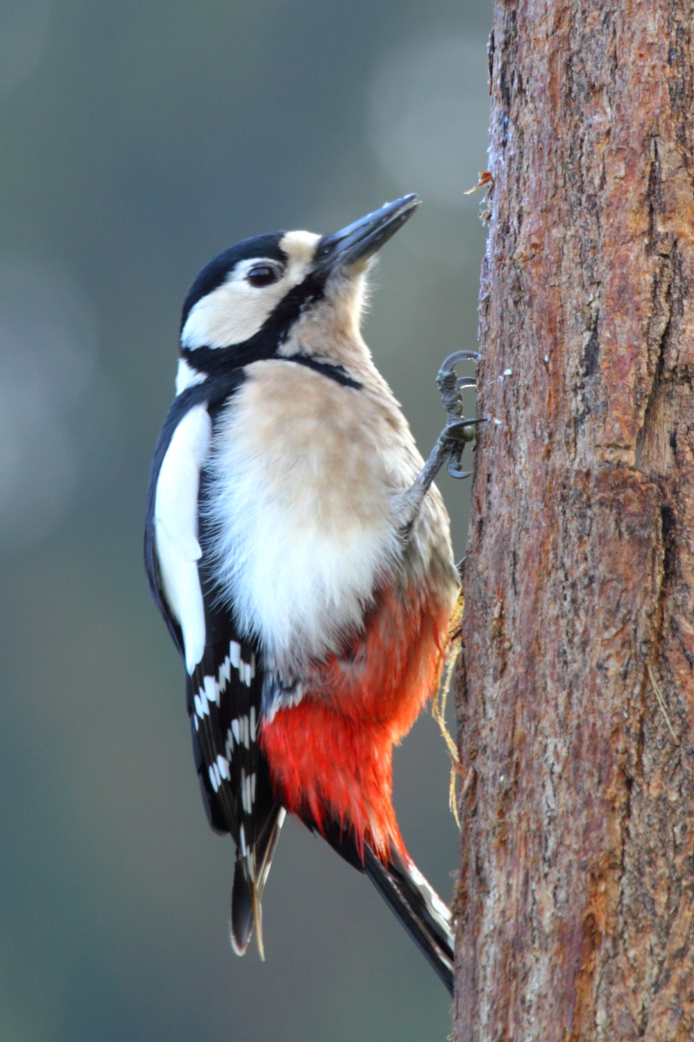 picchio rosso maggiore (Dendrocopos Major)