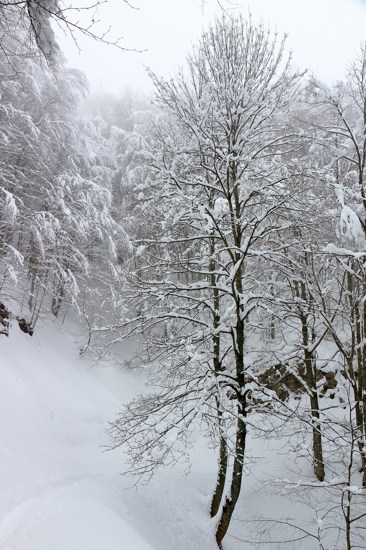 Immersed in the snow