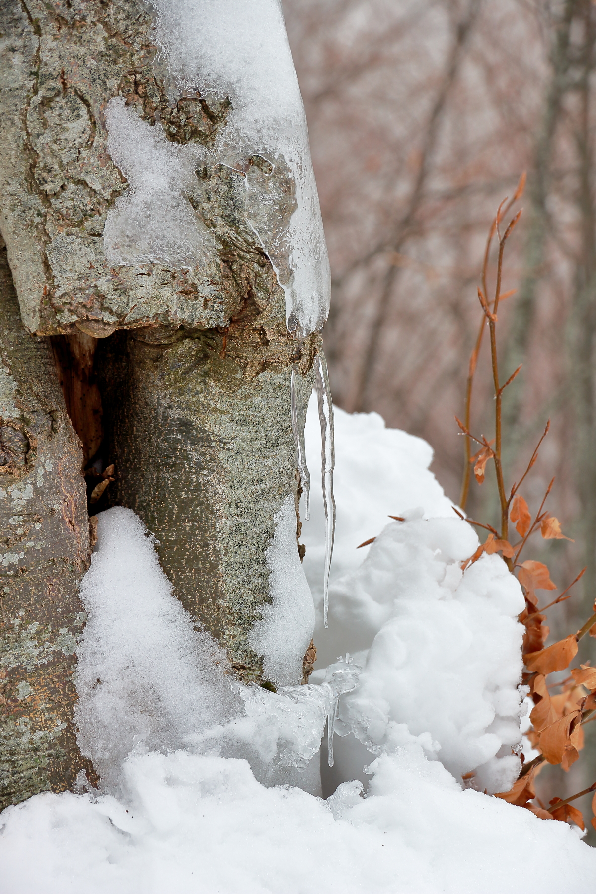 Stalactite on beech