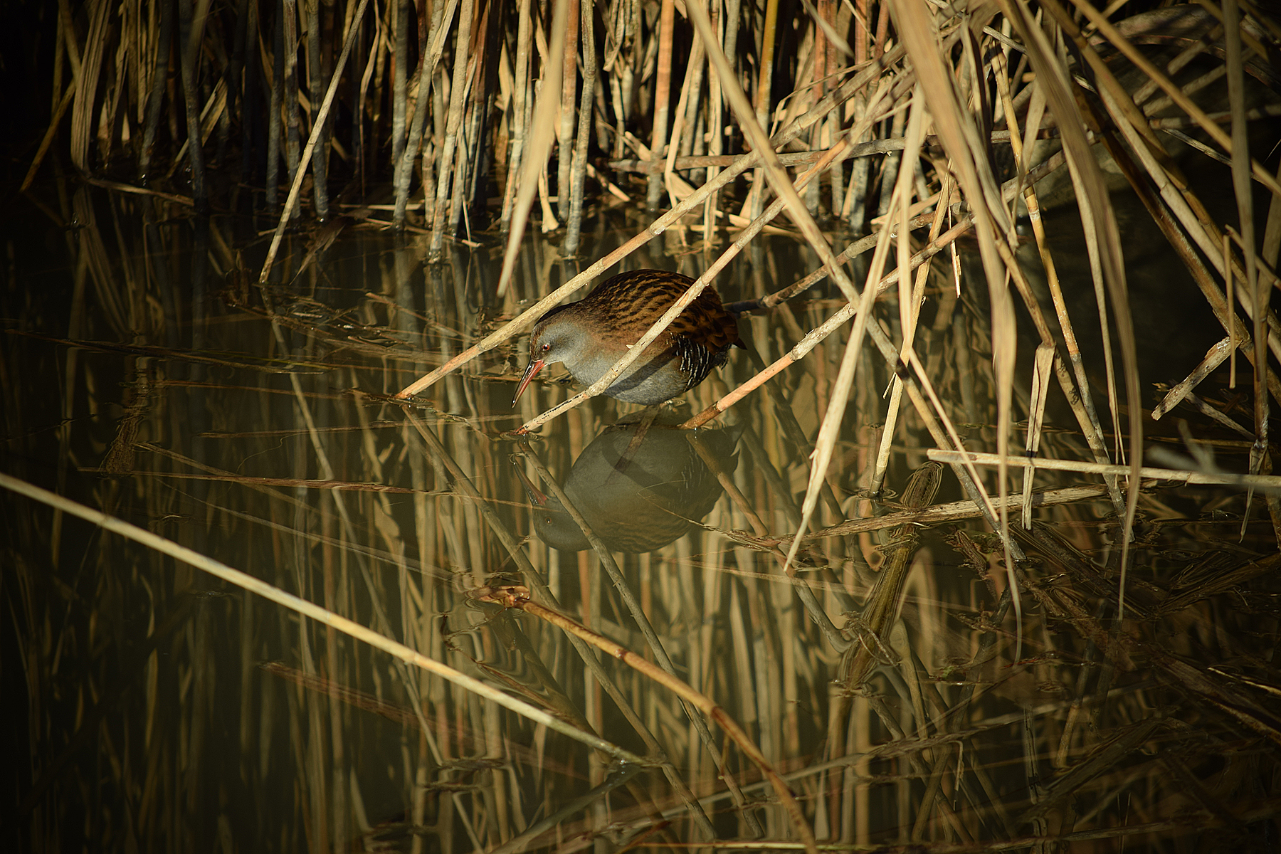 Rallus aquaticus (Porciglione)
