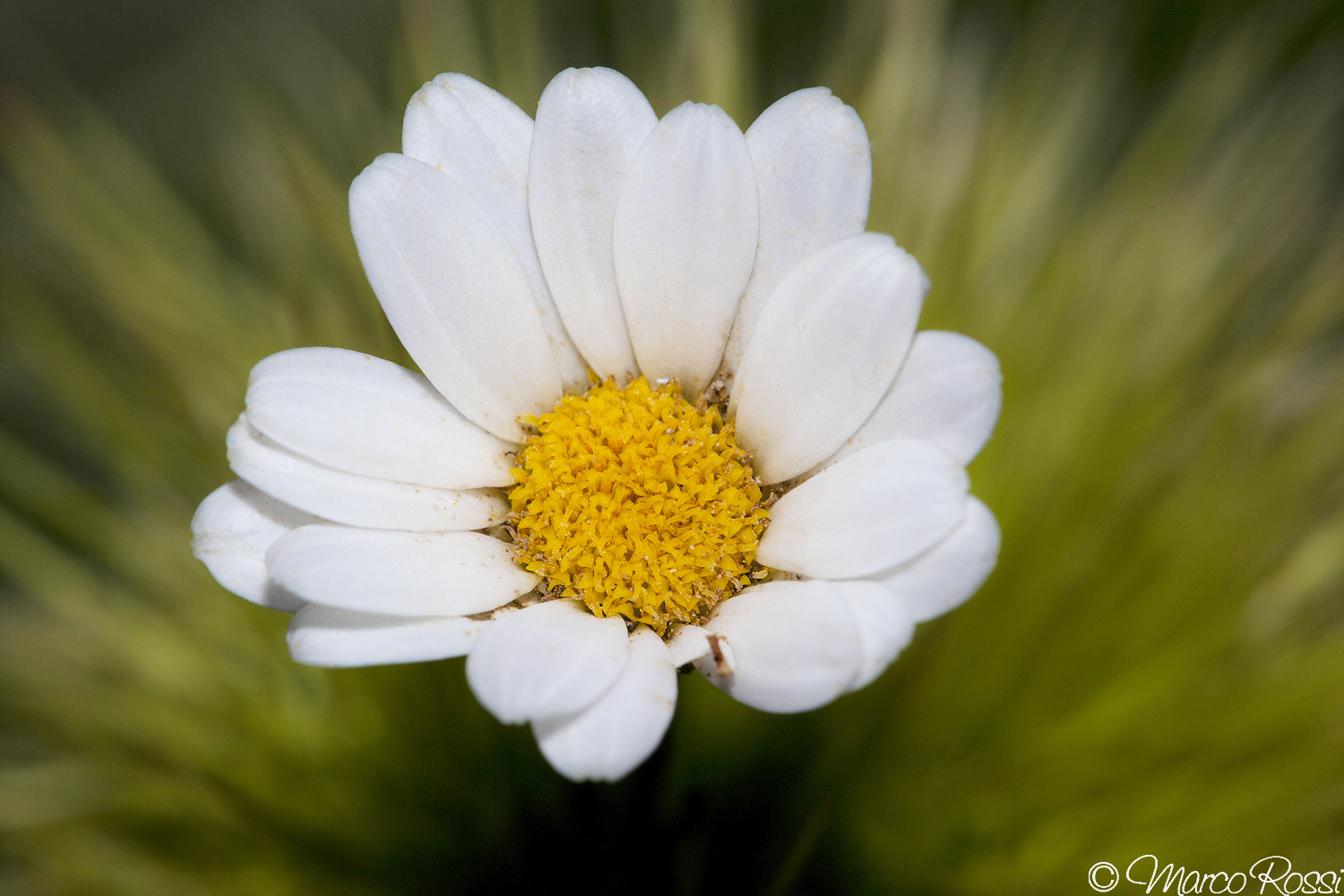 Margherita seconda edizione