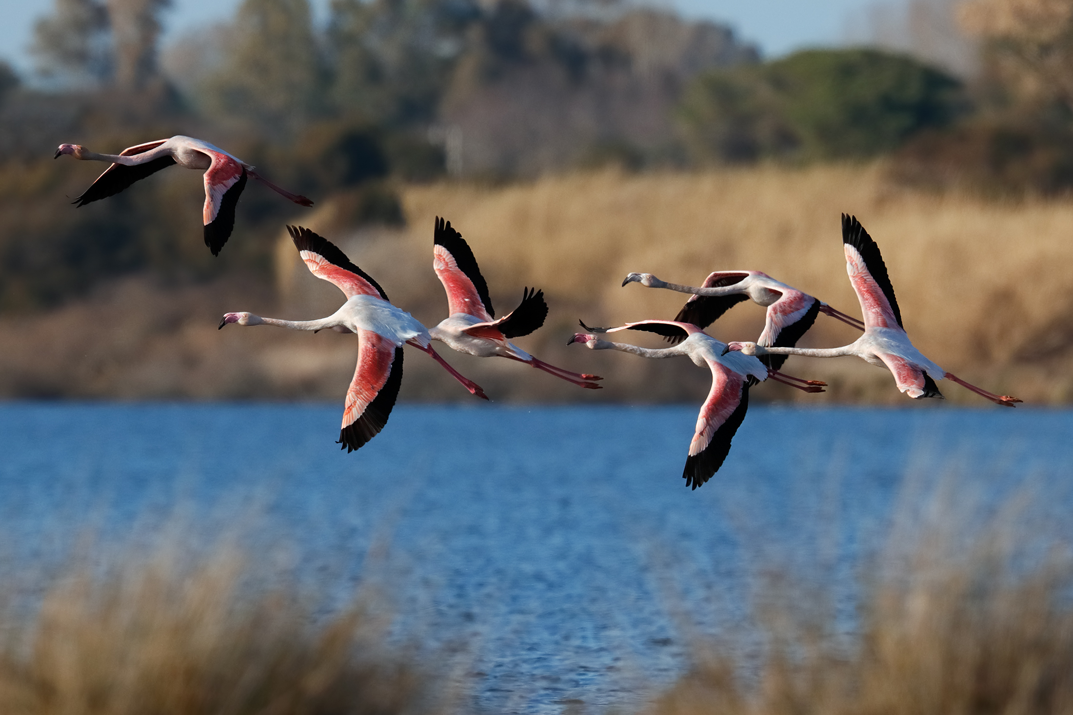 Flamingos on the lake of Caprolace