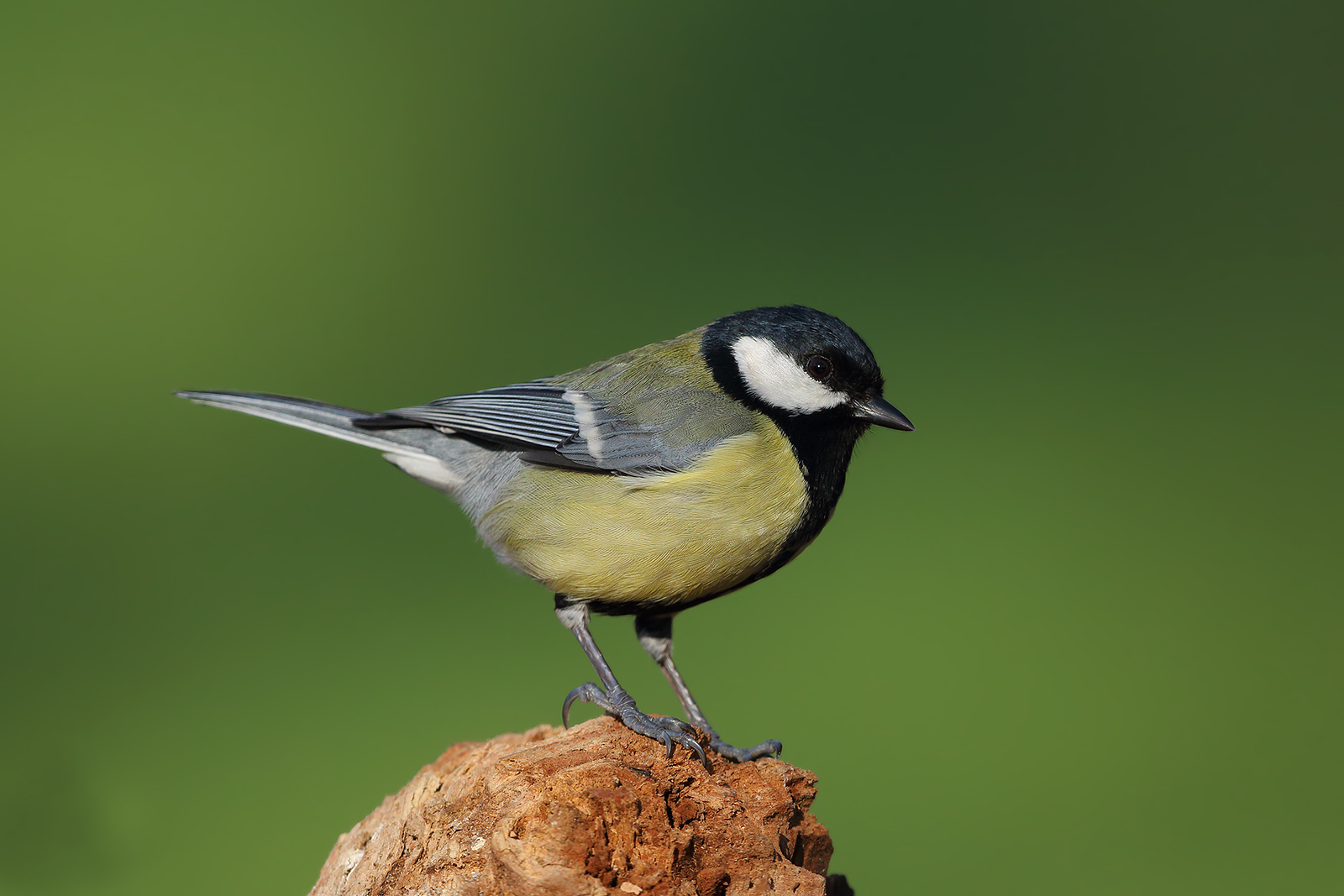 Great tit posing