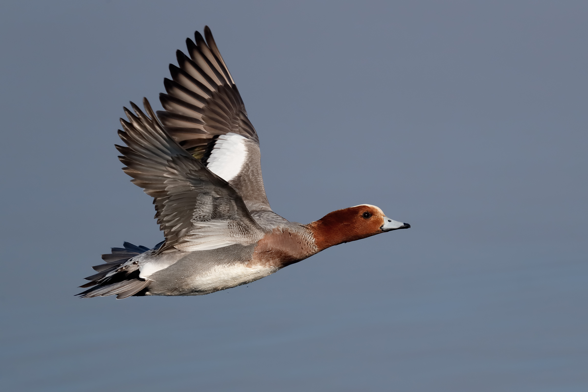 Wigeon