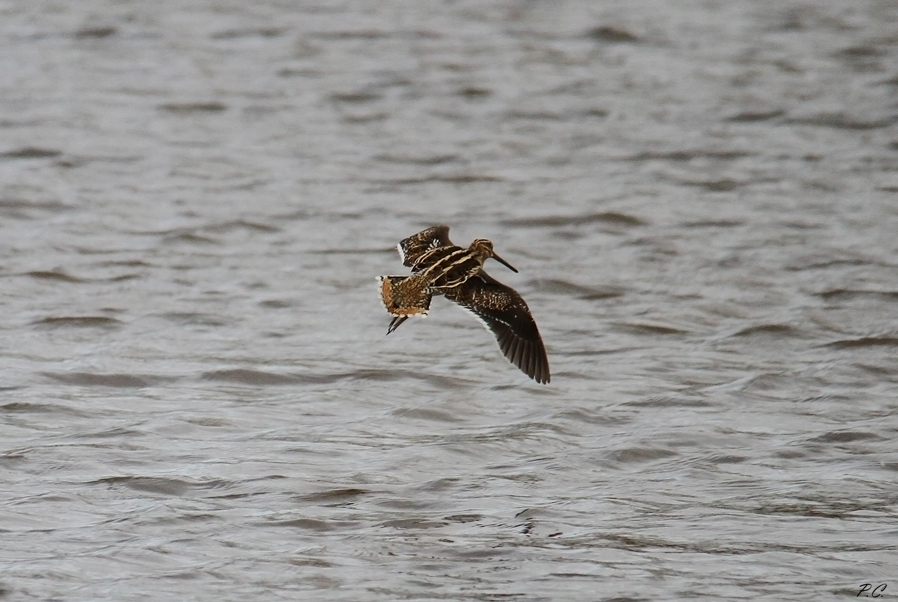 snipe in flight