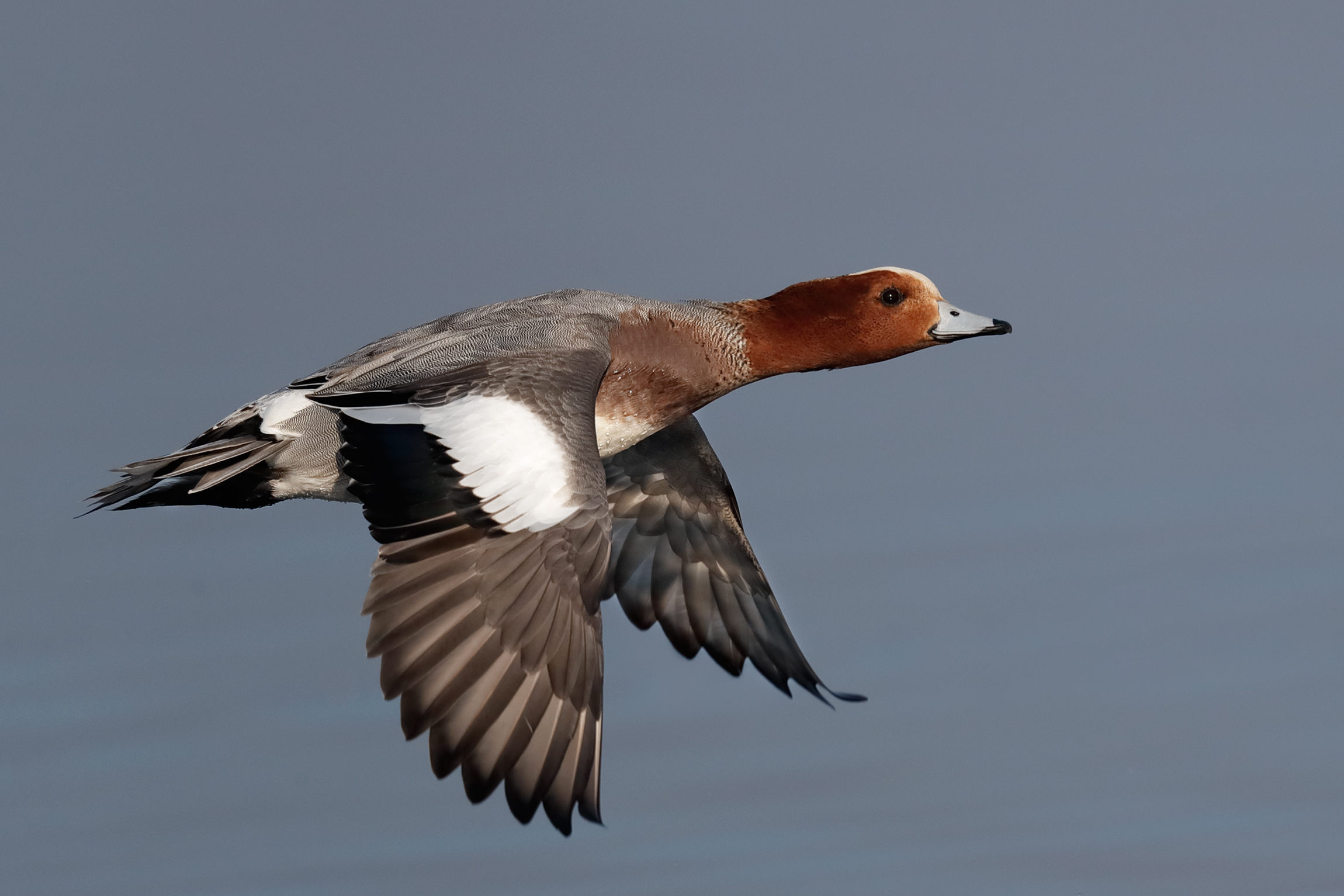 Wigeon