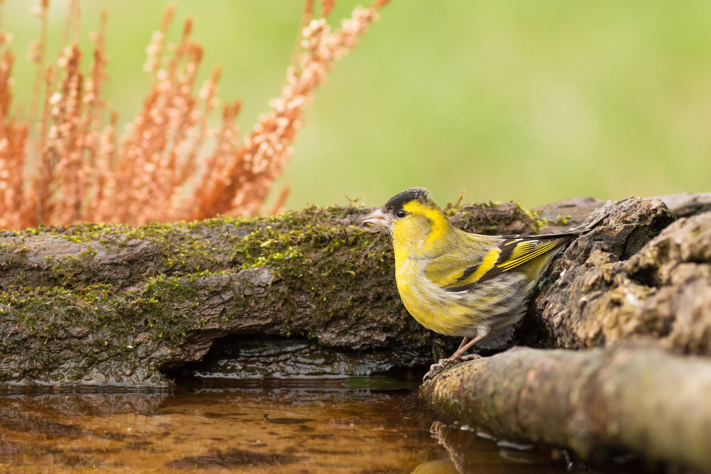 Male siskin