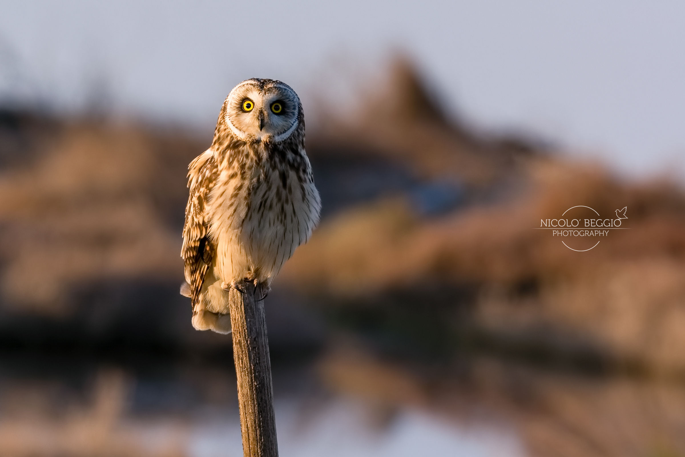 That cute little owl ...