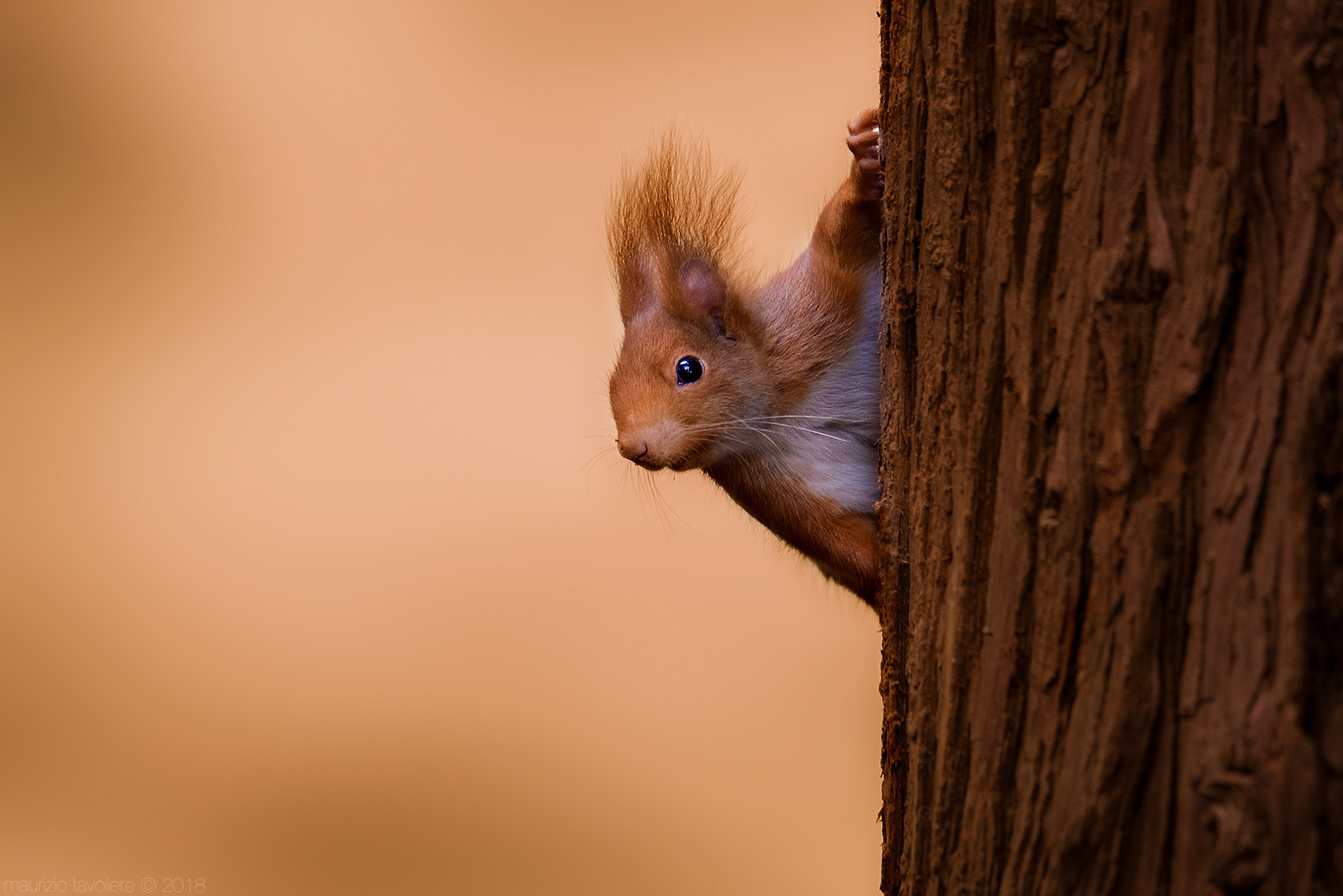 Cucù ... said the red squirrel!