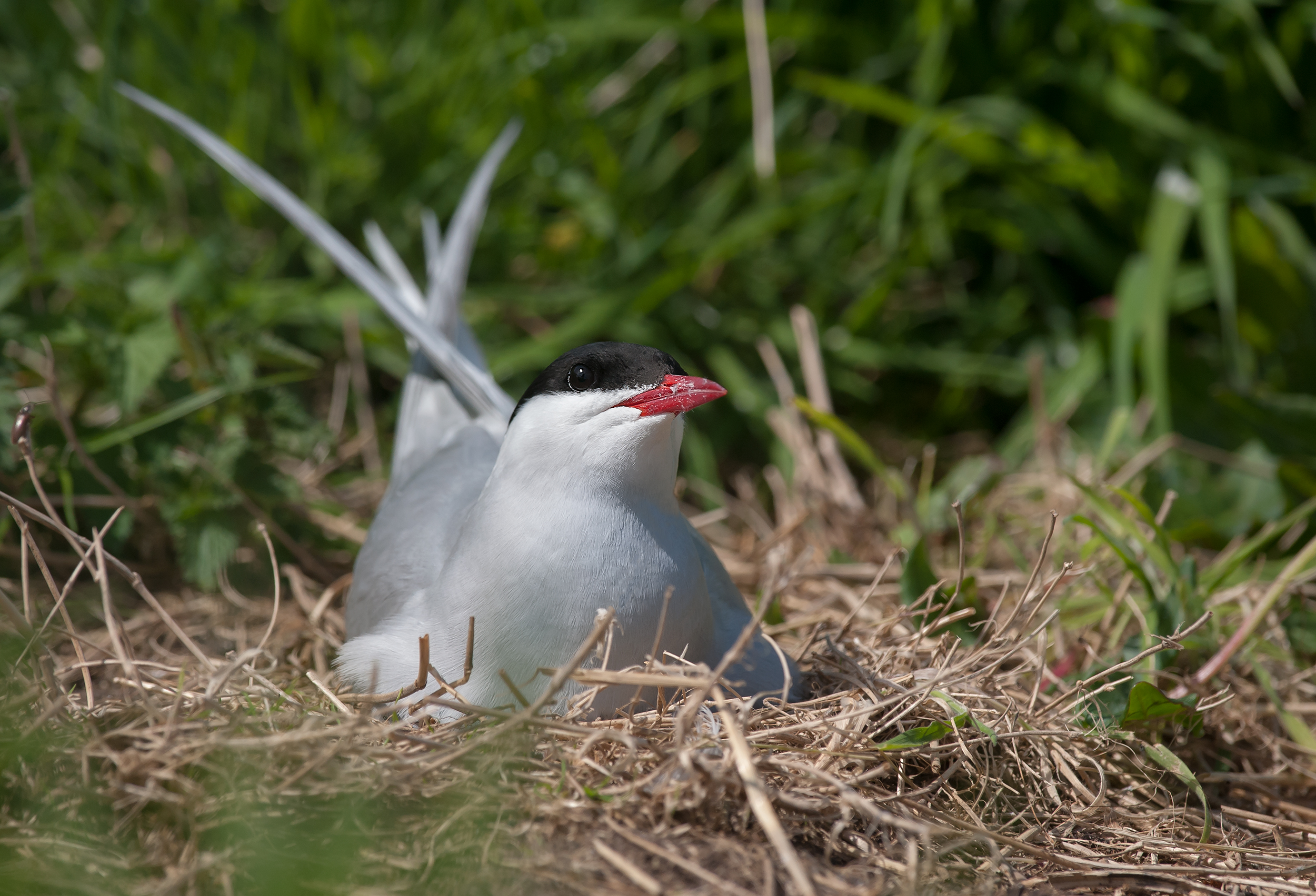 Arctic tern in hatching