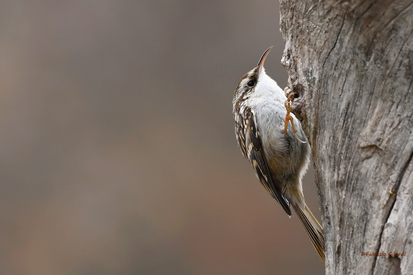 Common Rampichino (Certhia brachydactyla)