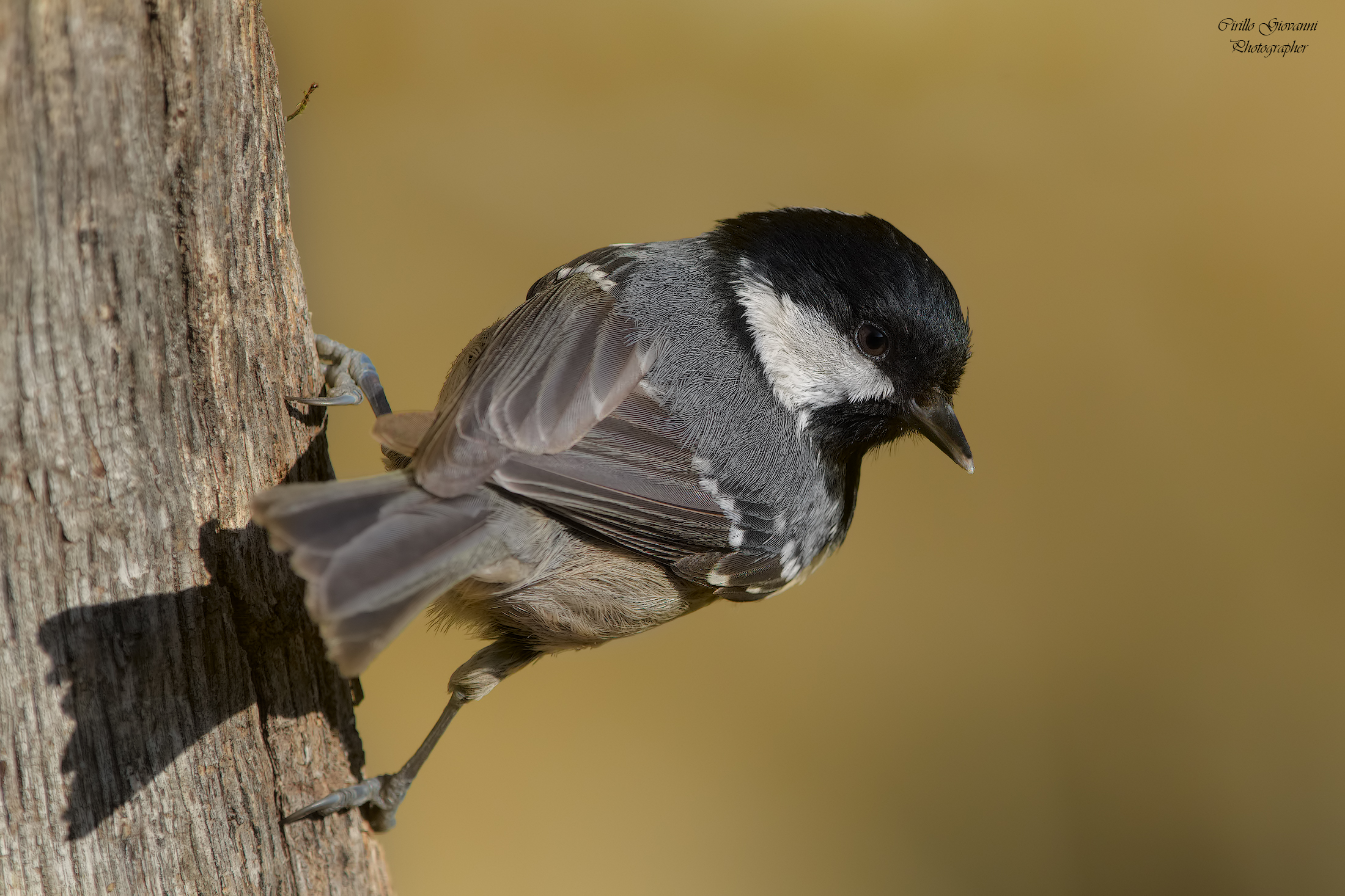 La cincia Mora imita il picchio