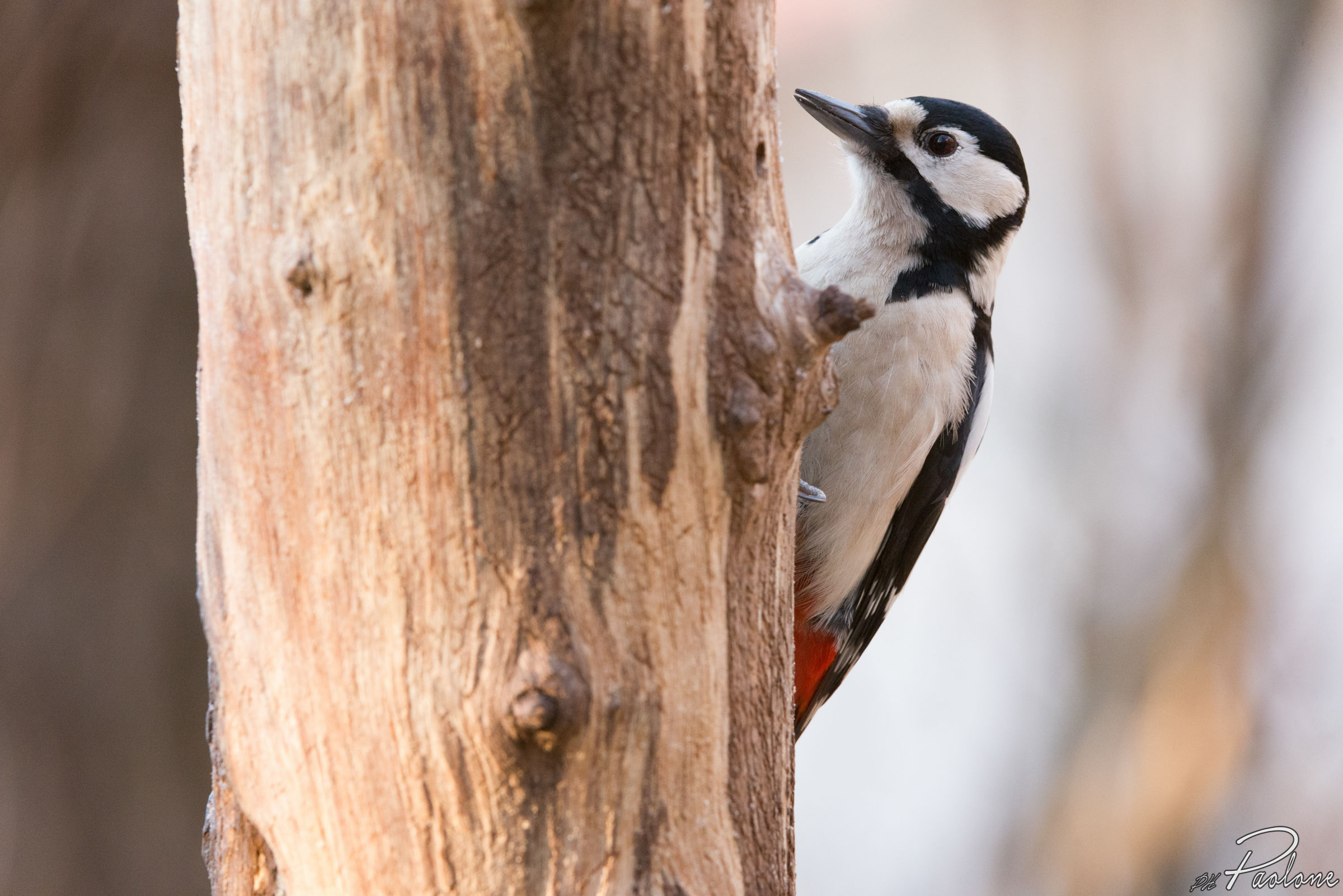 Great female woodpecker