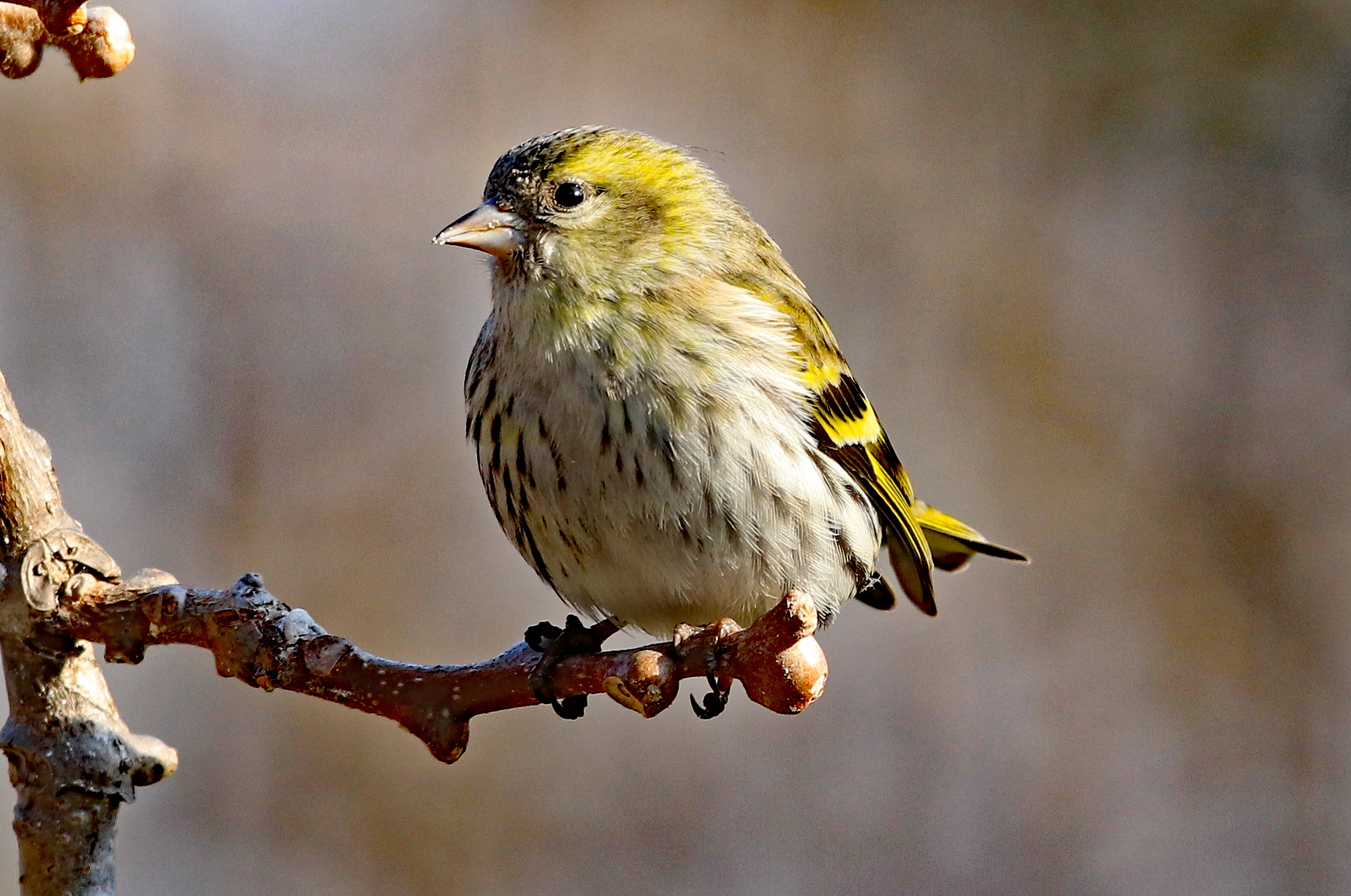 Siskin