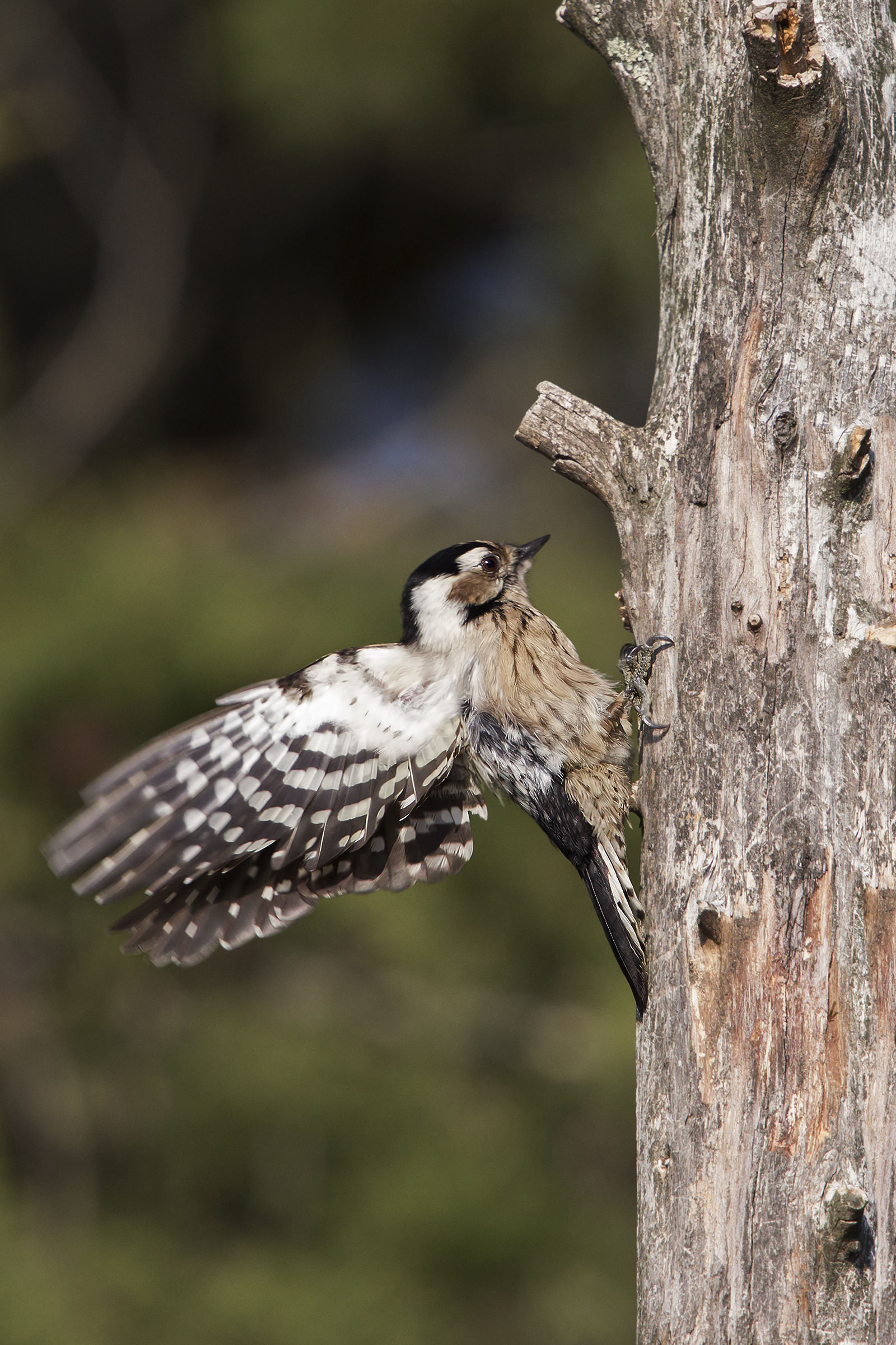 Red woodpecker min. fem.