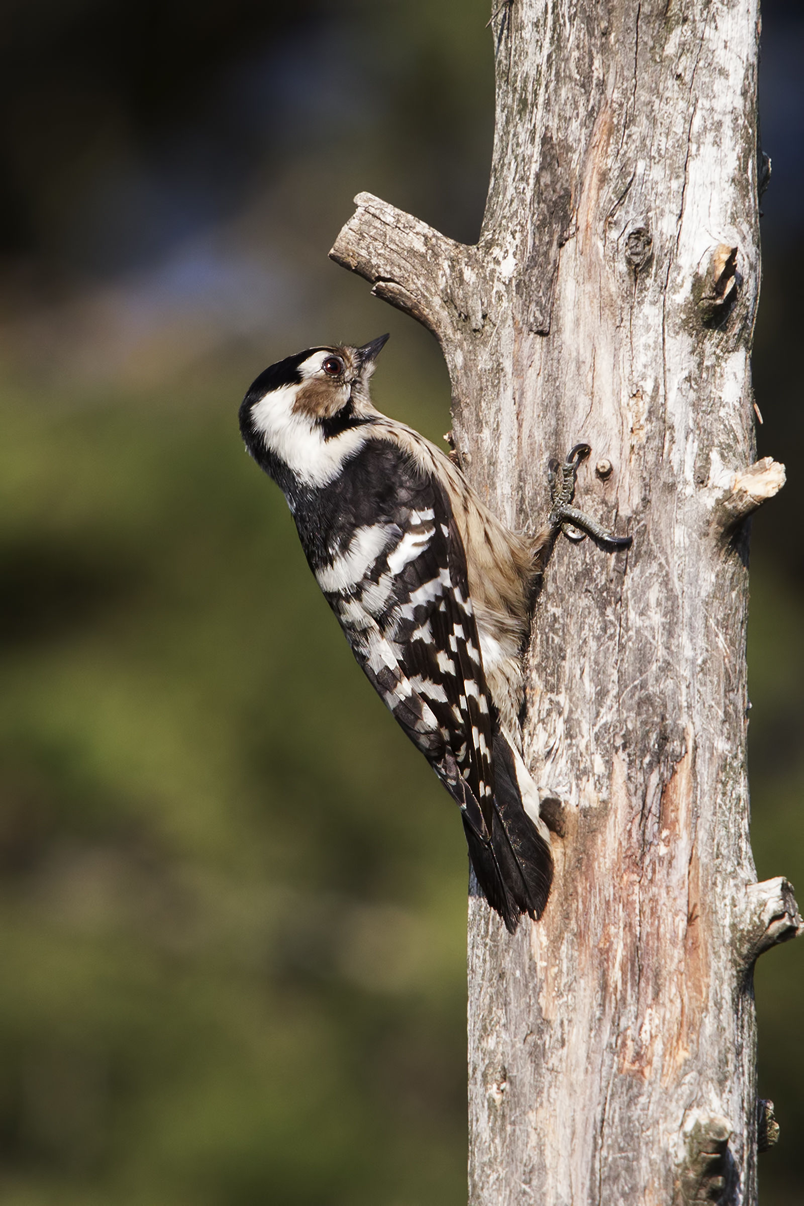 Red woodpecker min. fem.
