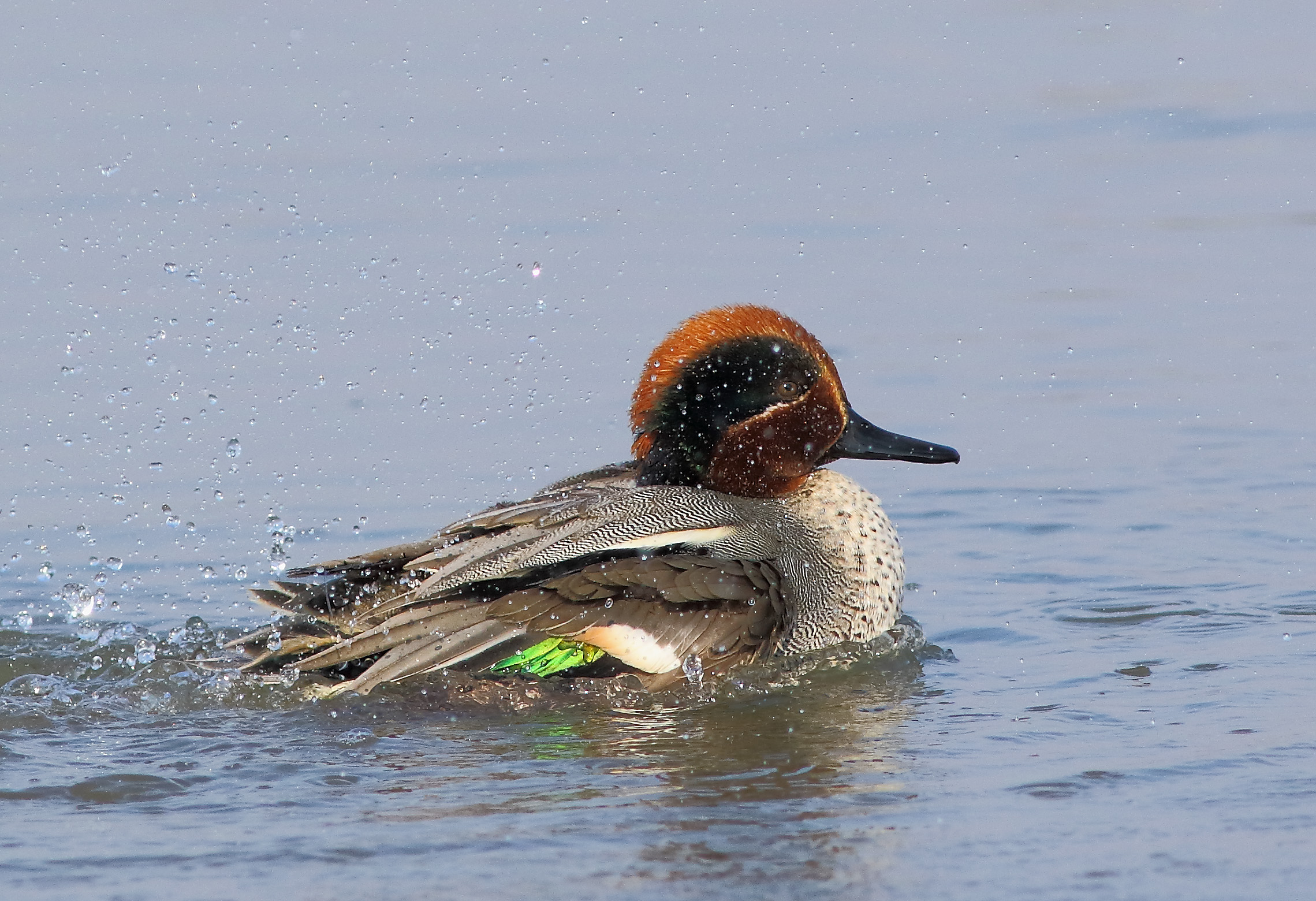 Il bagnetto dell'Alzavola