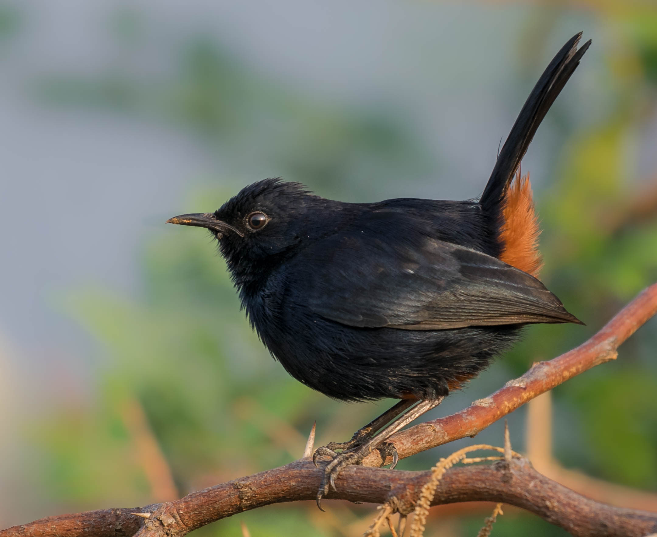 Indian Robin