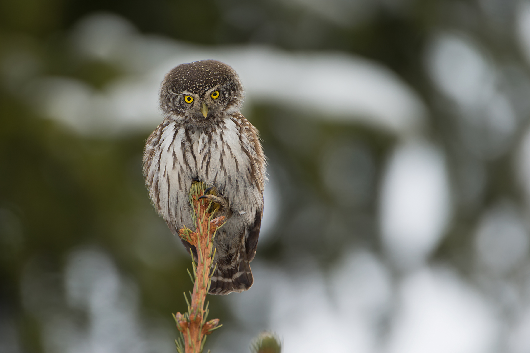 Glaucidium passerinum (Eurasian pygmy owl)