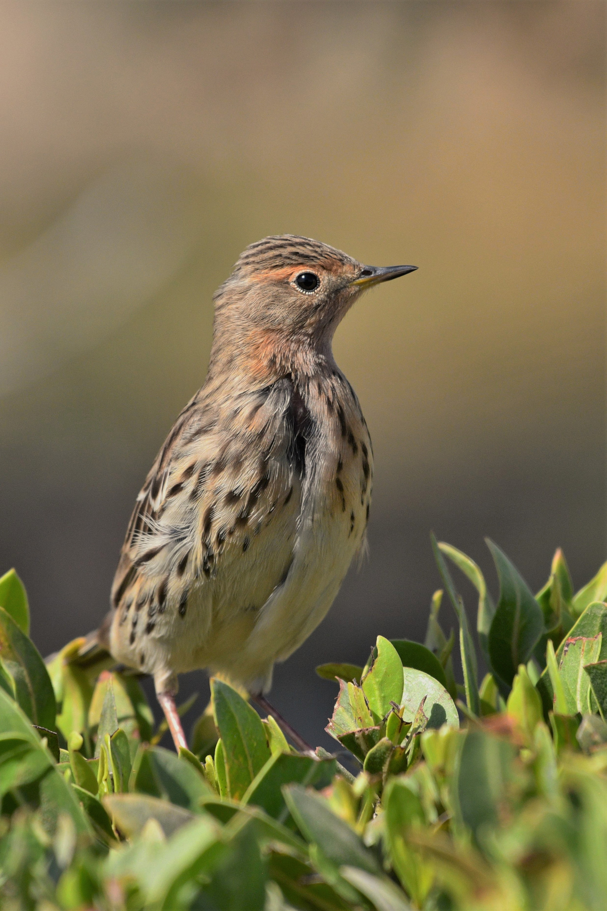 golarossa pipit