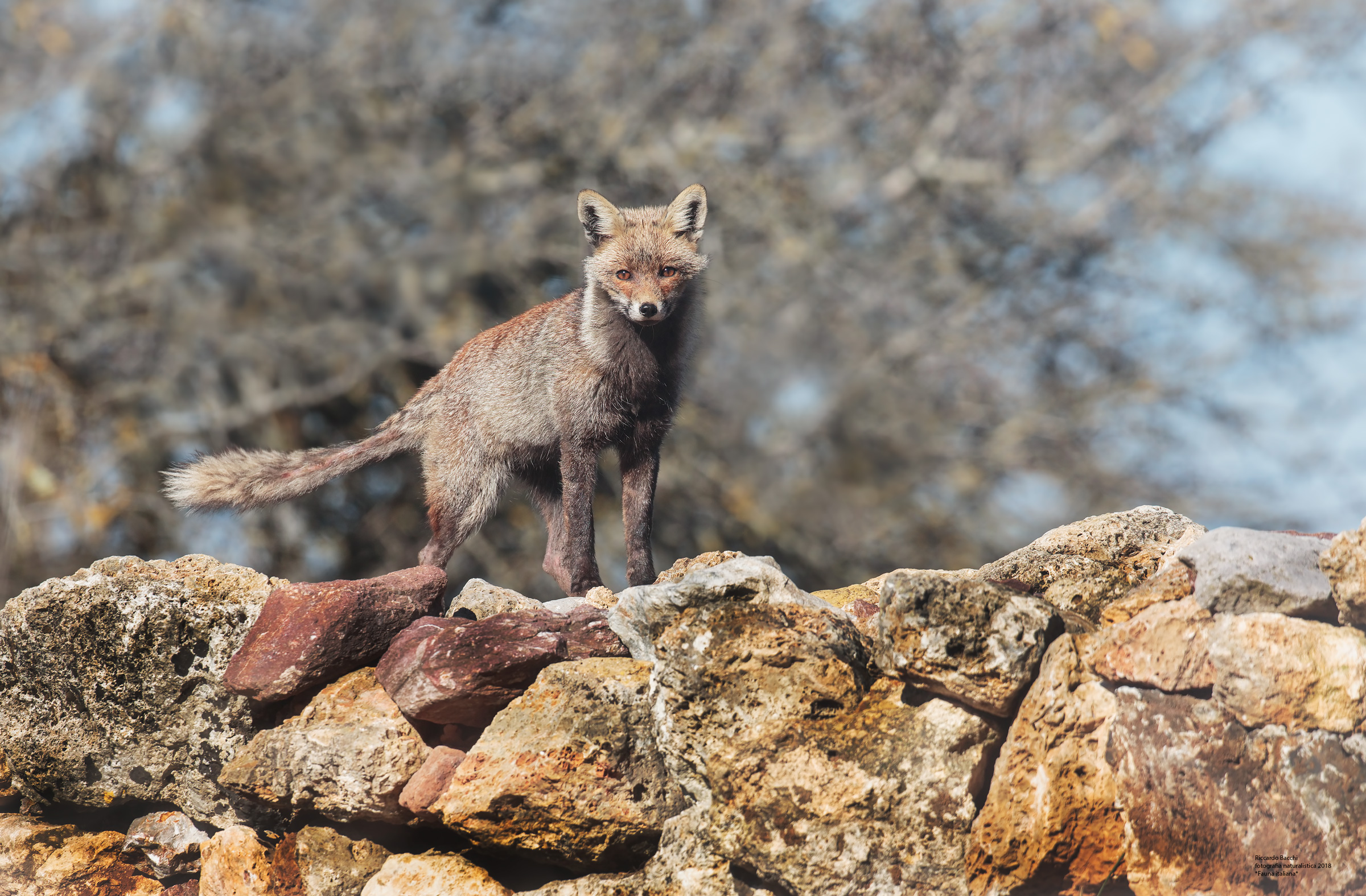 Volpe Rossa e Gariga