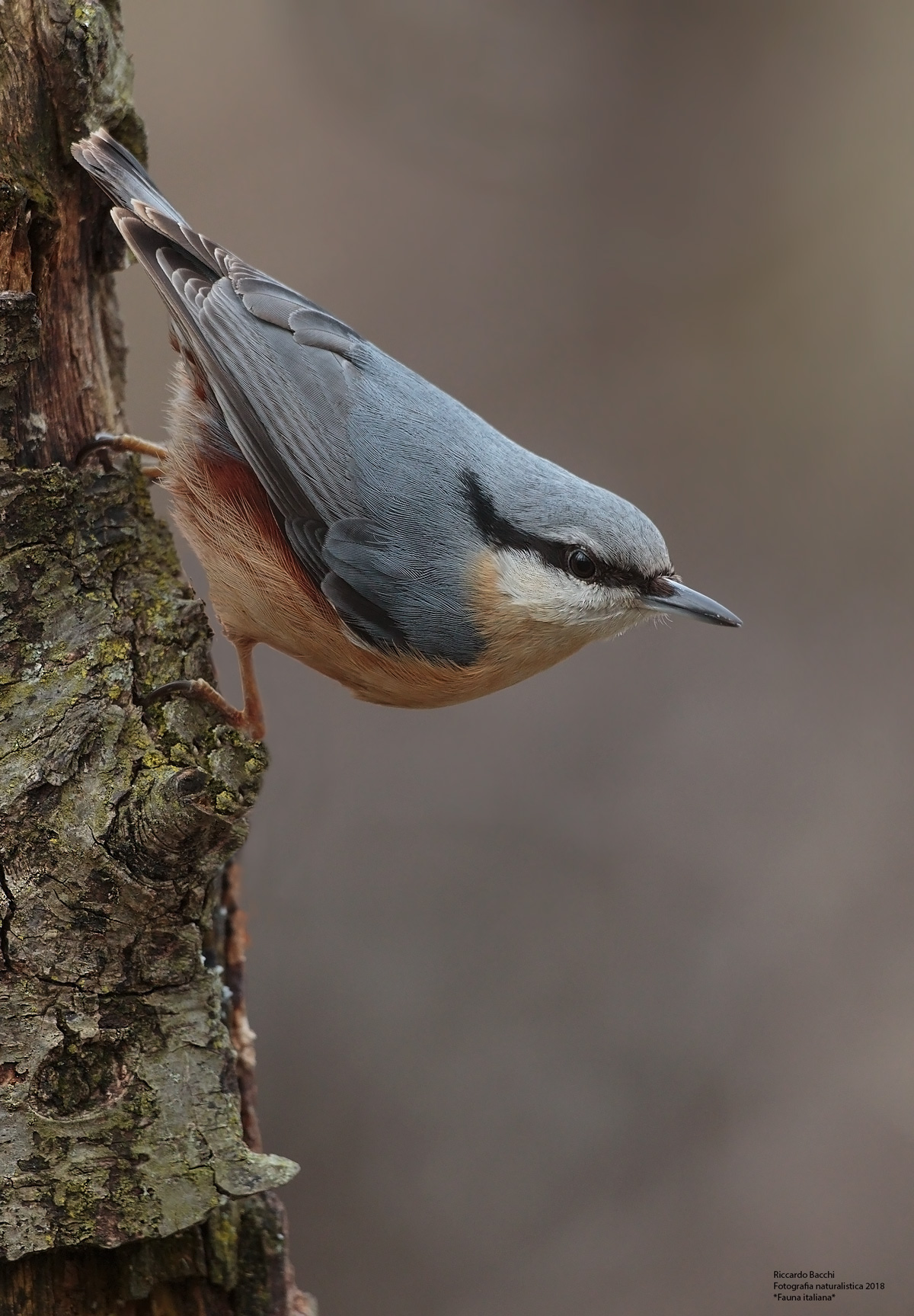 Picchio Muratore e Liquidambar