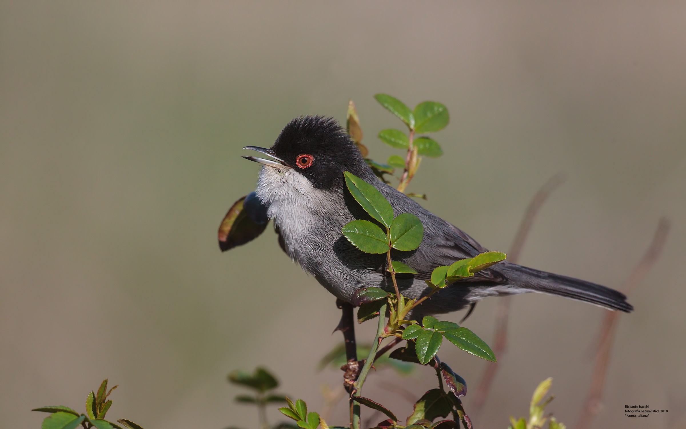 Occhiocotto mascio e more
