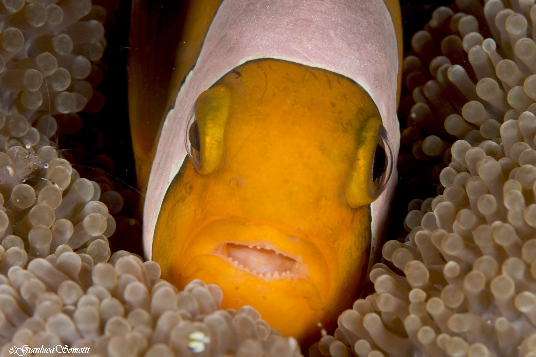 Nemo portrait