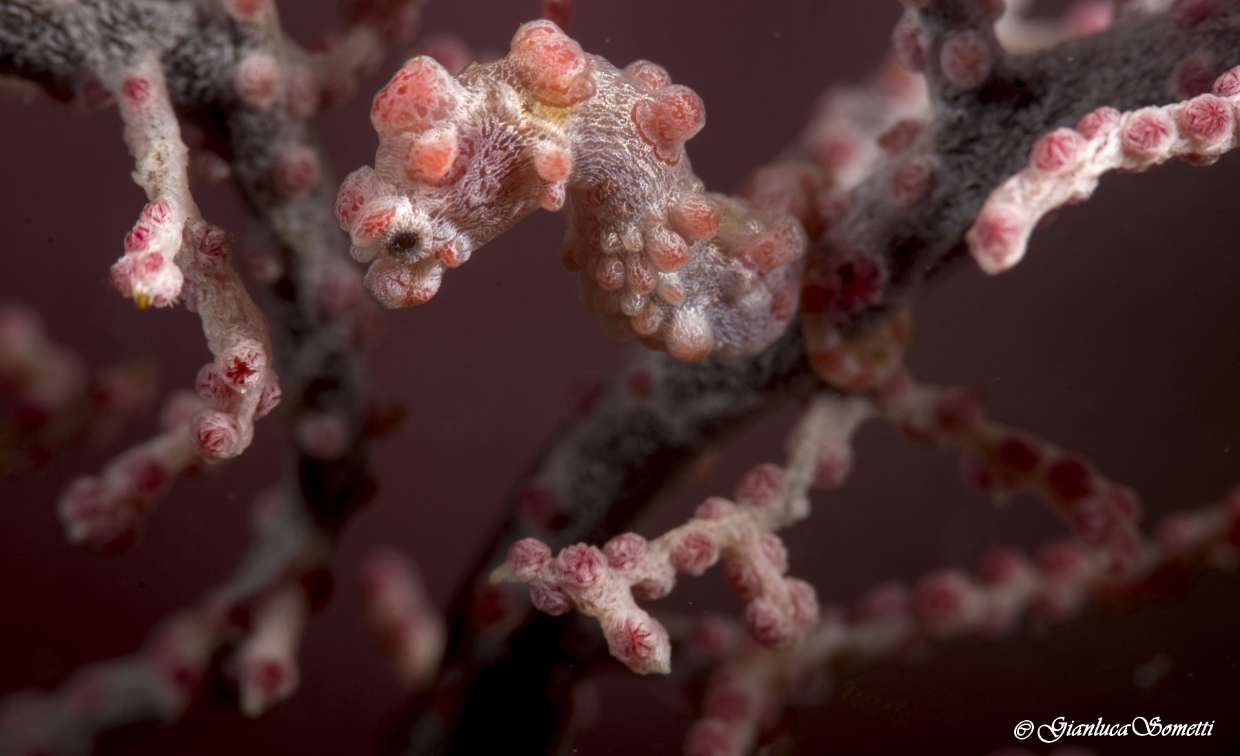 pigmy seahorse