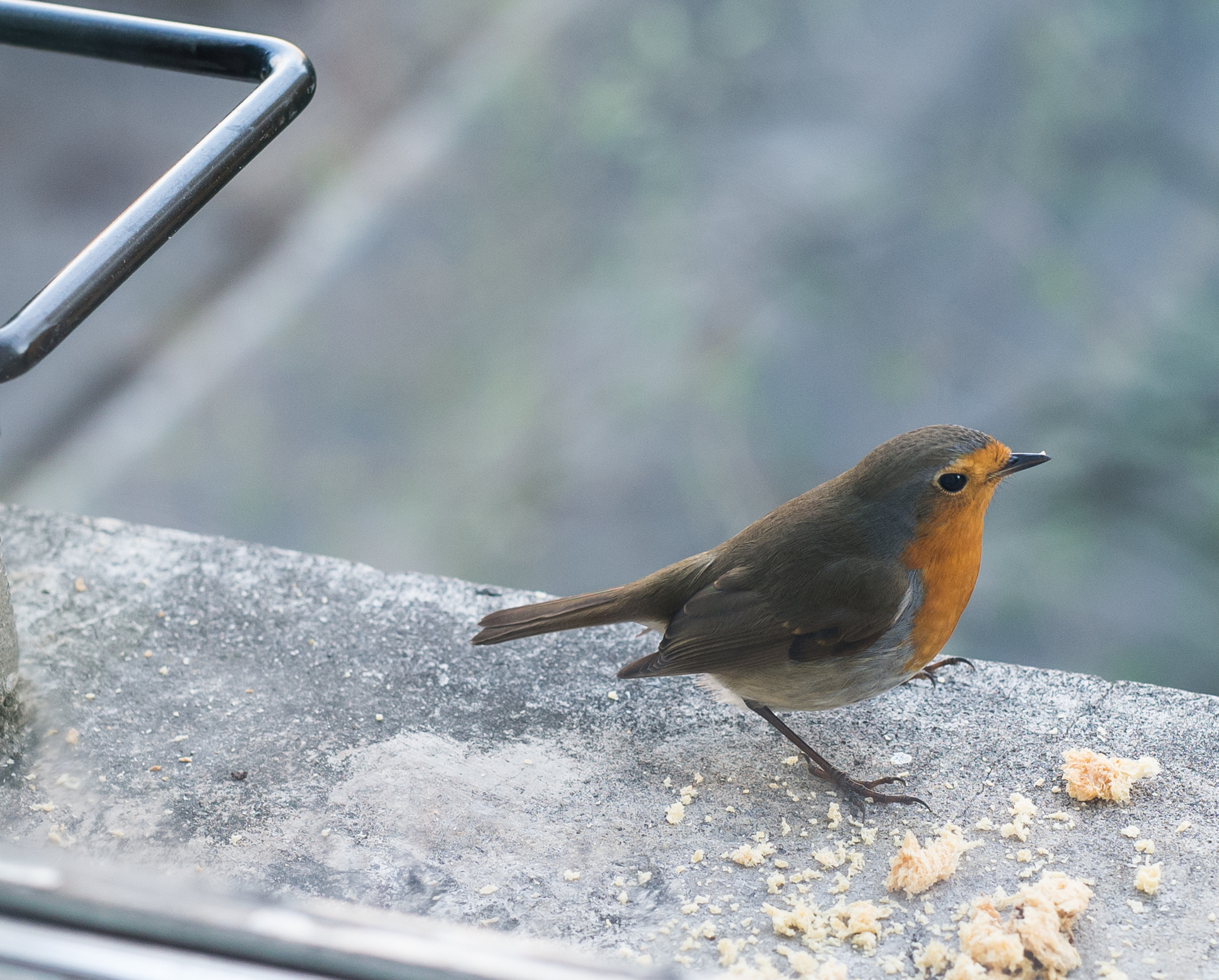 Banquet on windowsill