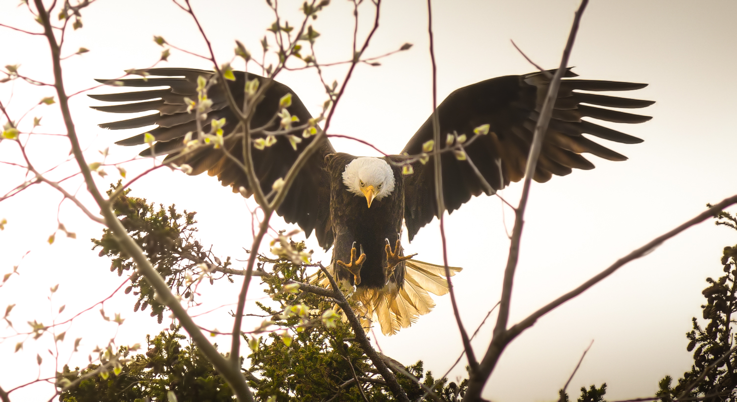 The things you see when you sit in a tree