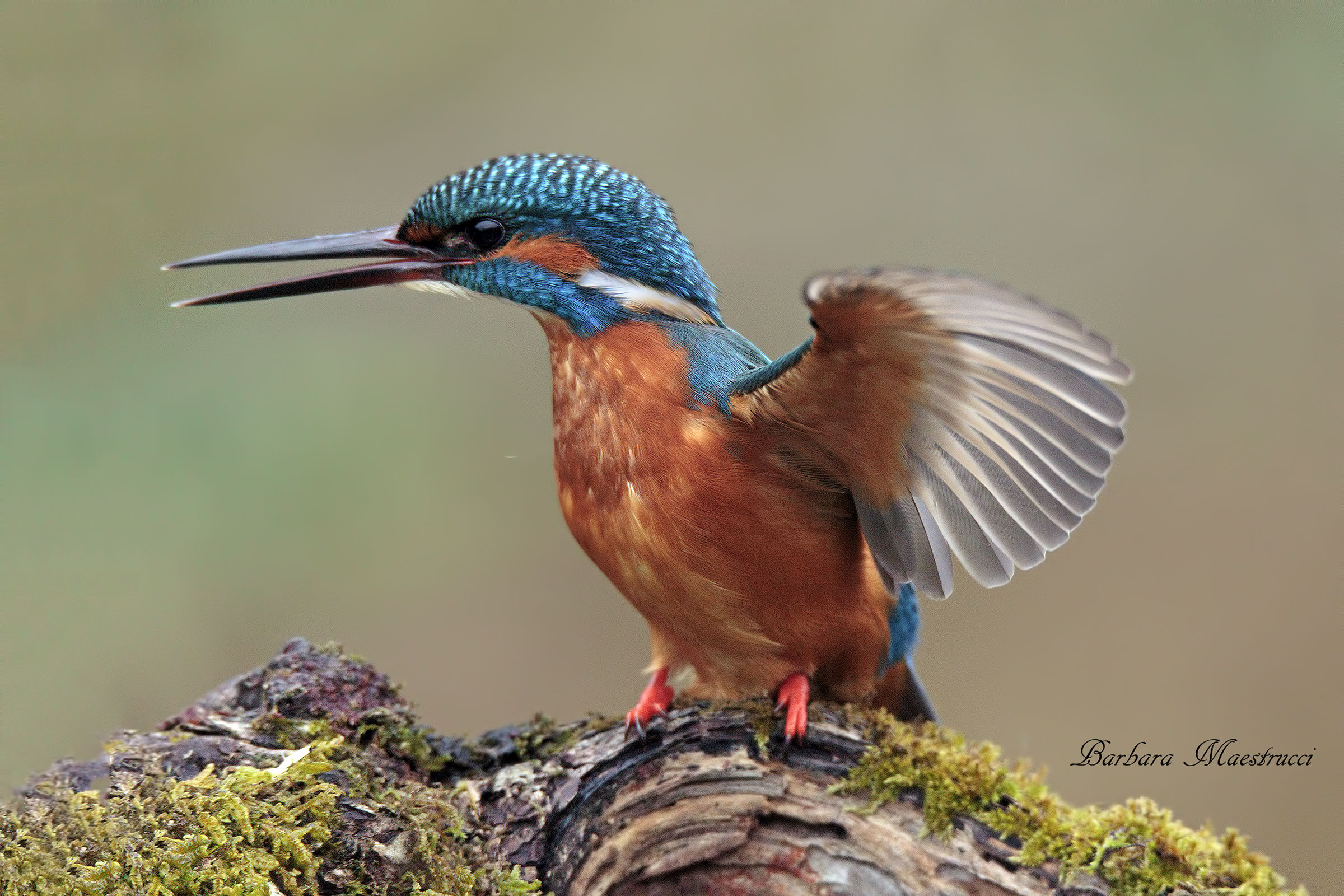 Non mi fate arrabbiare!!