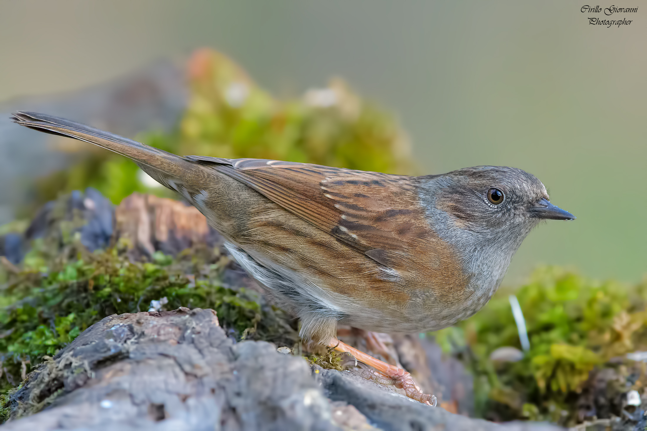 passera scopaiola a 11400  iso scusate le prove