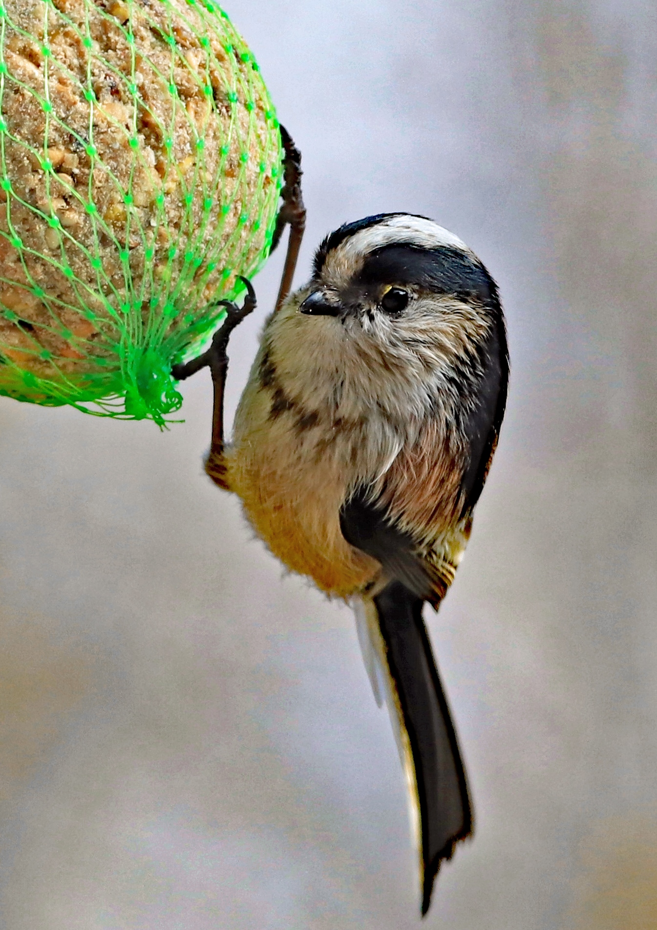 Long-tailed Tit