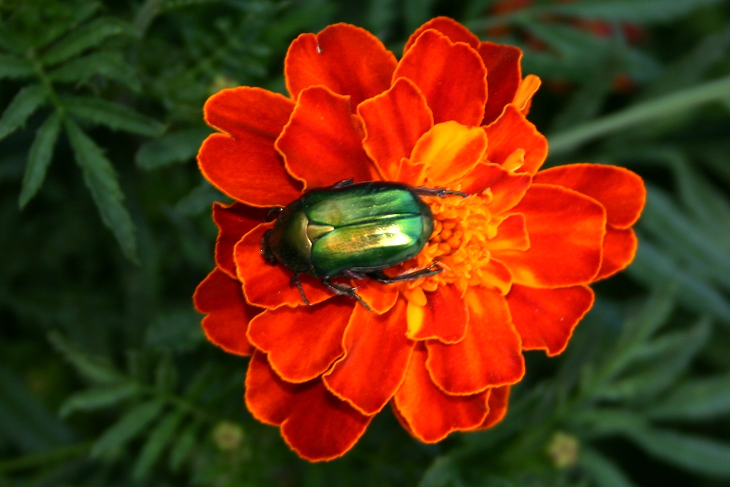 The beetle on the marigold