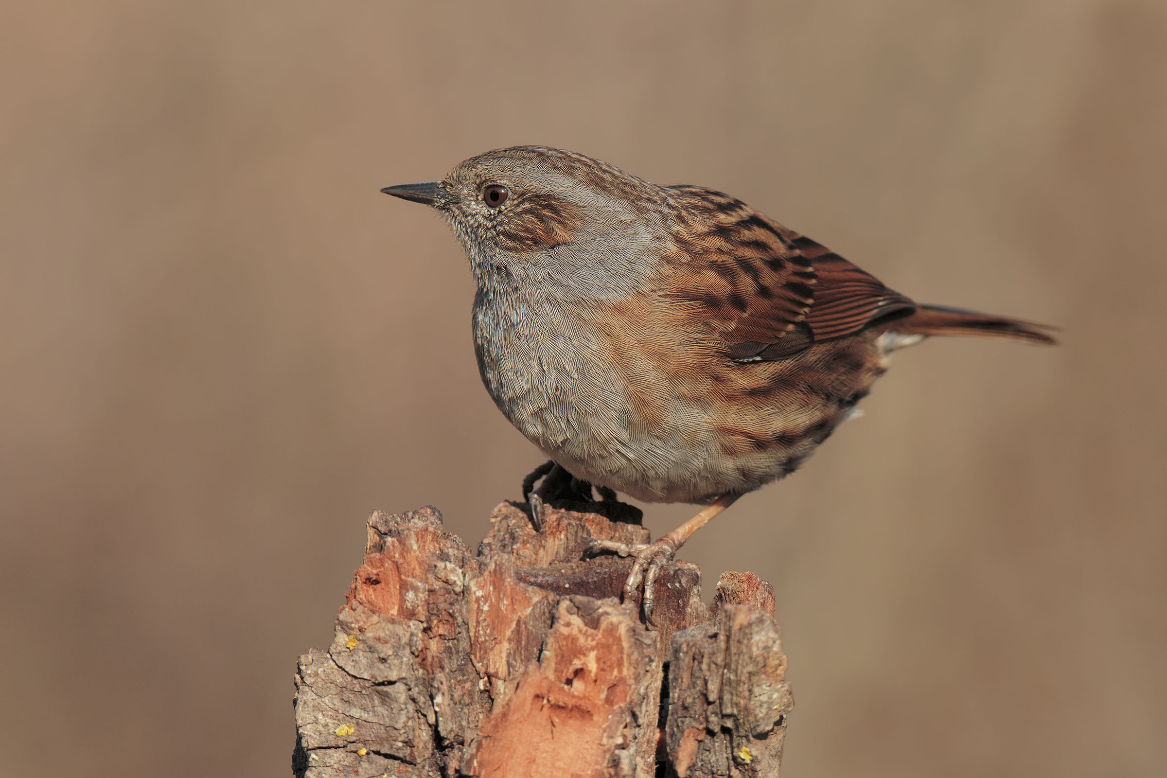 Sparrow Scopaiola