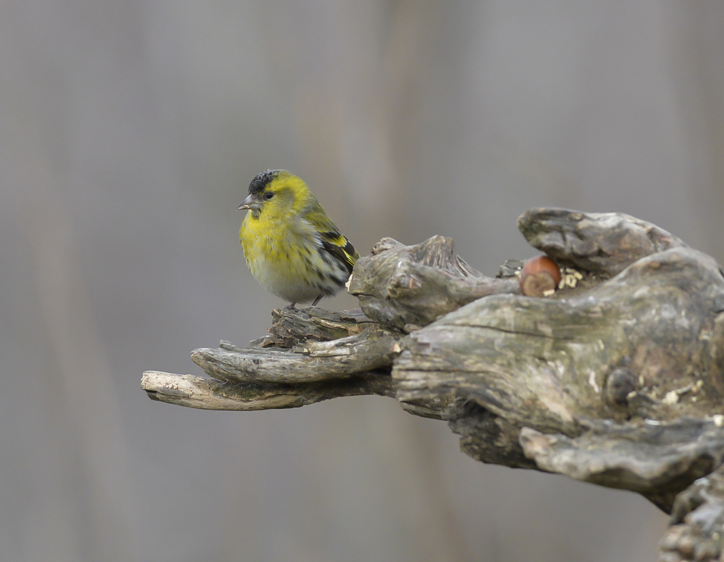 Siskin