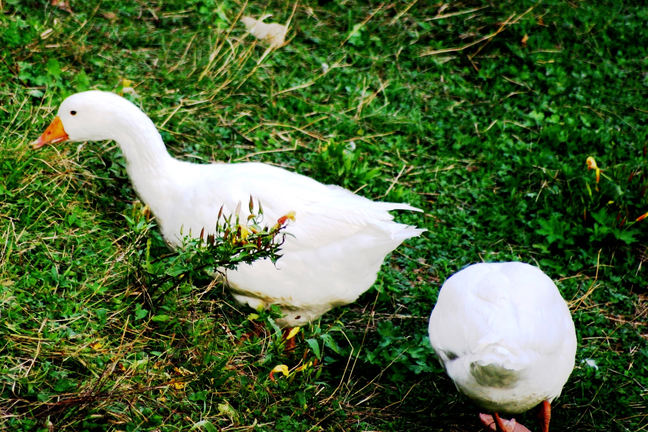 two of Simone's geese