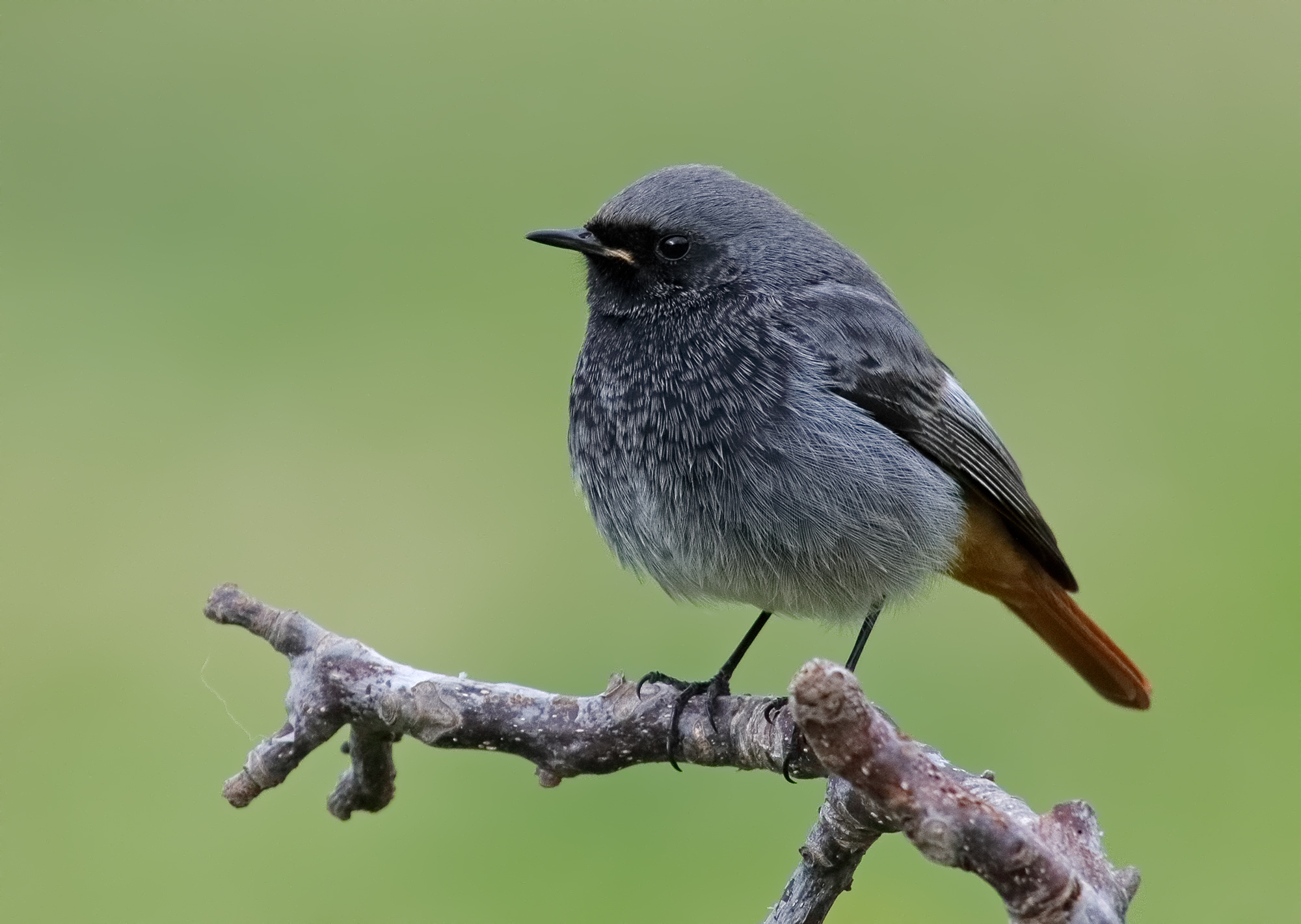 Codirosso spazzacamino