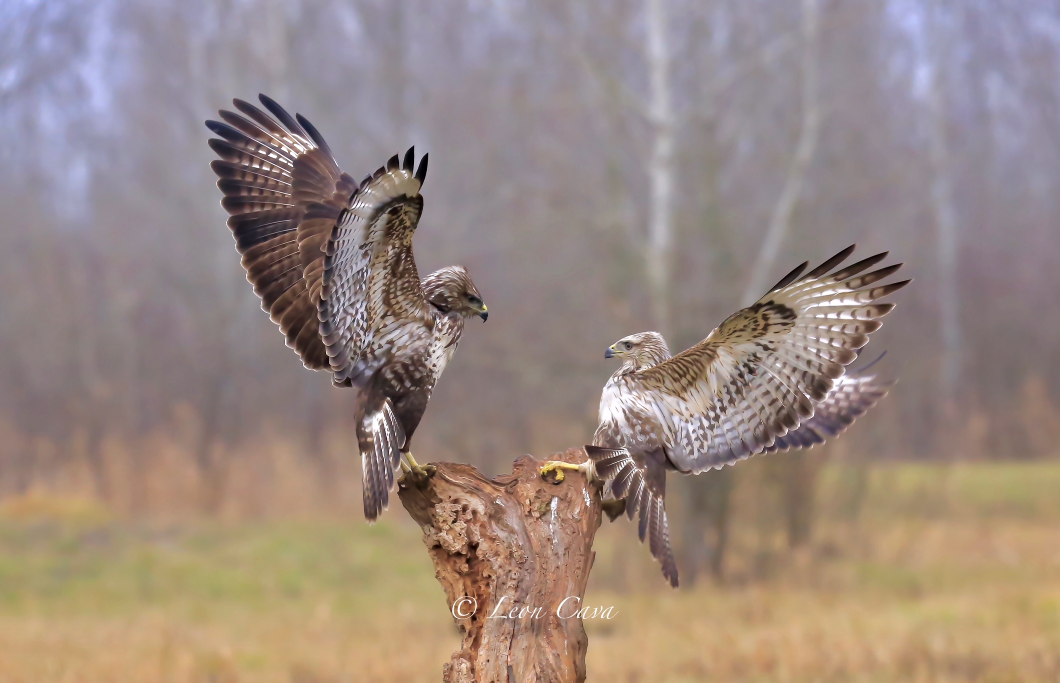 Buzzards