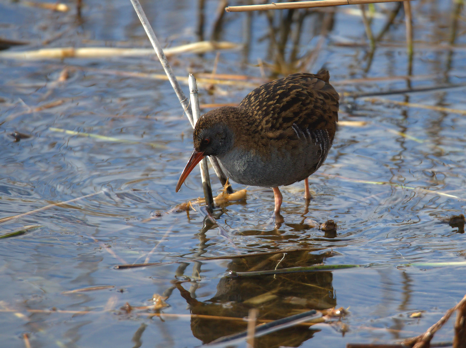 Water Rail