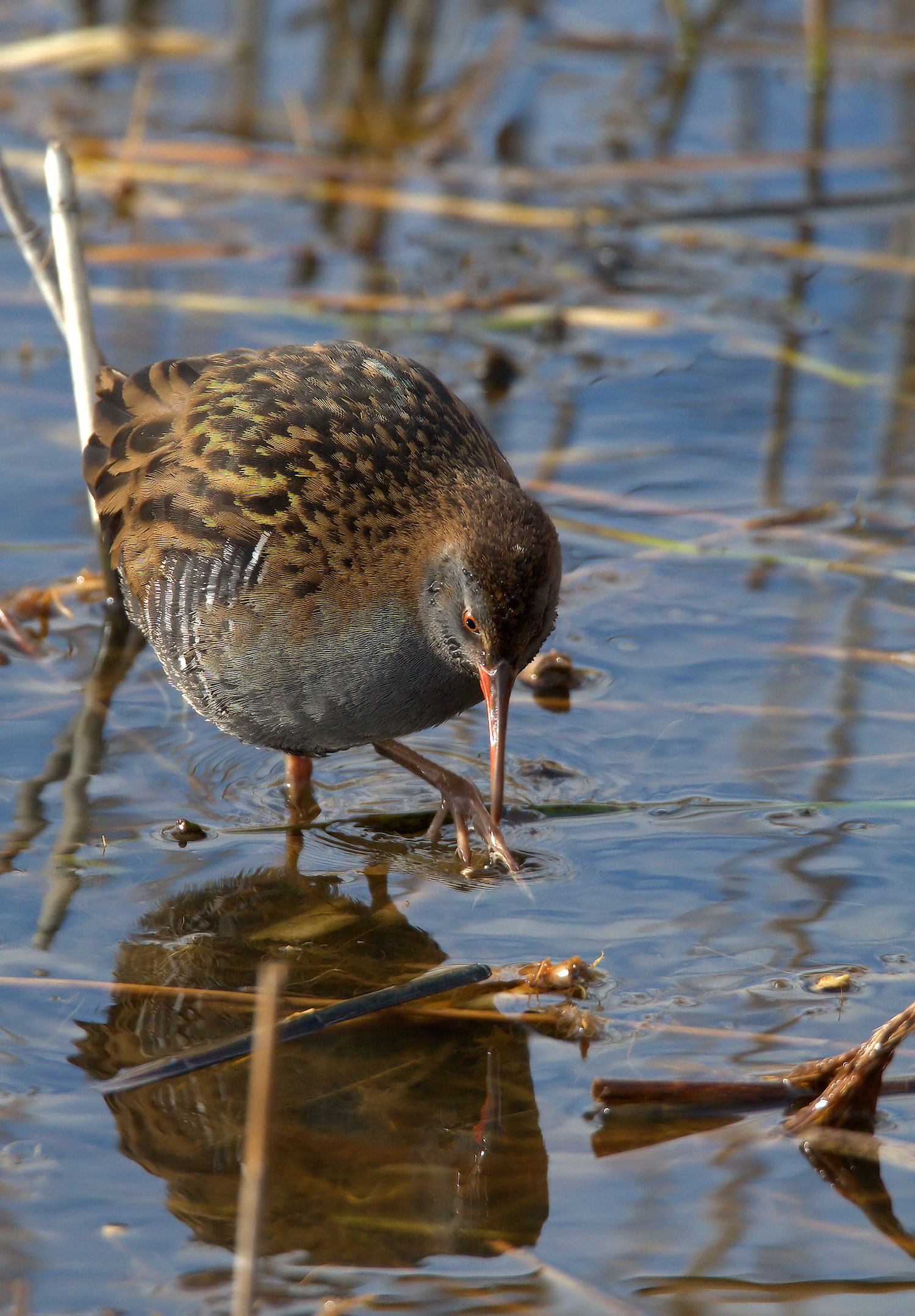 Water Rail
