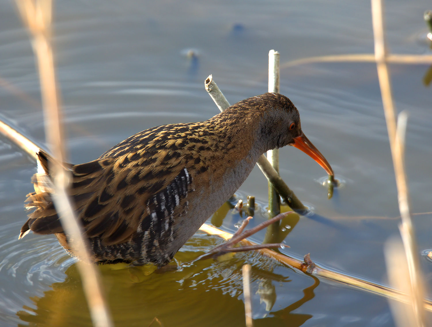 Water Rail