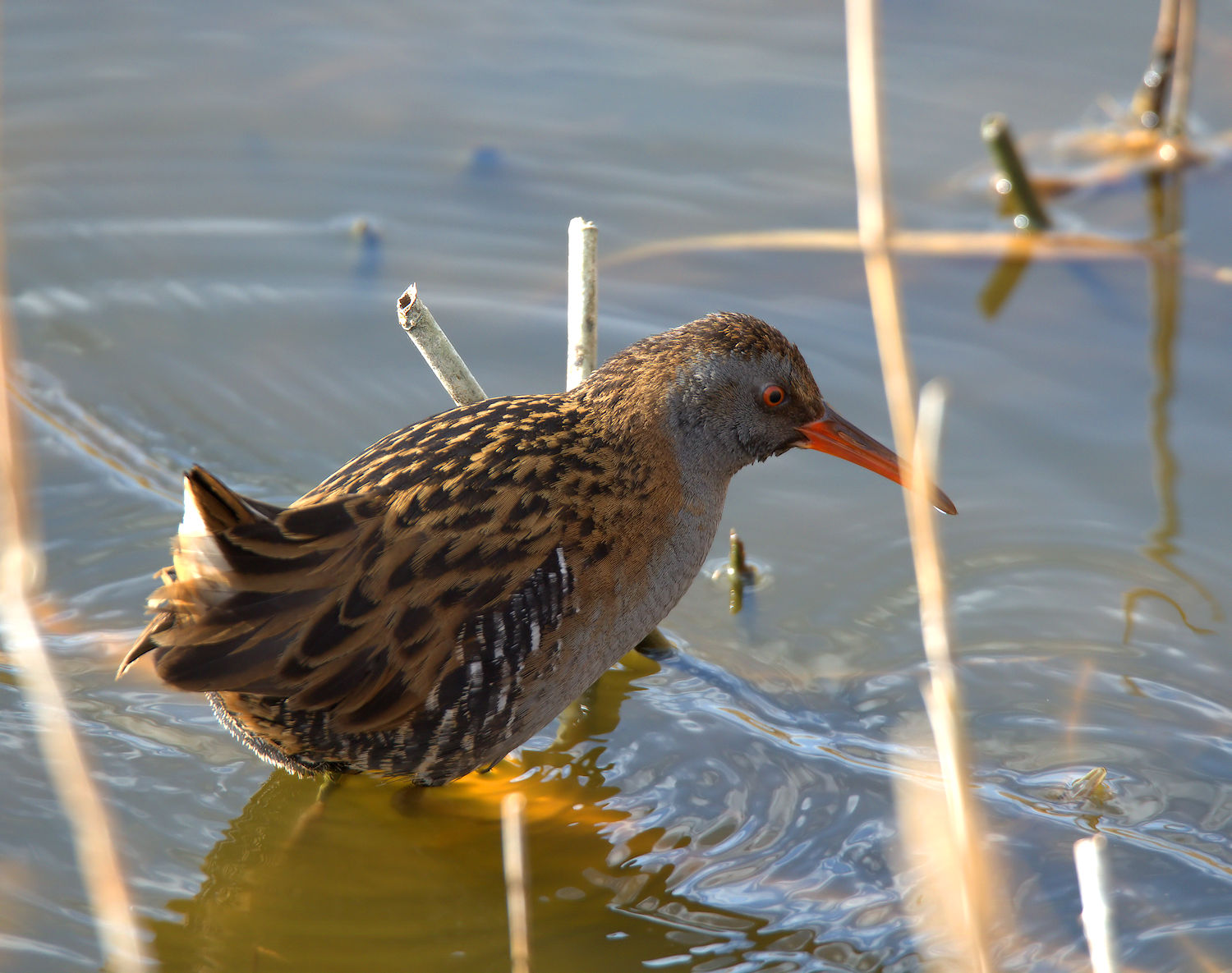 Water Rail