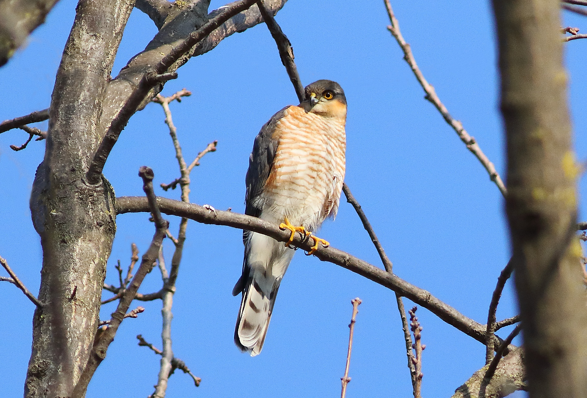 Sparrowhawk