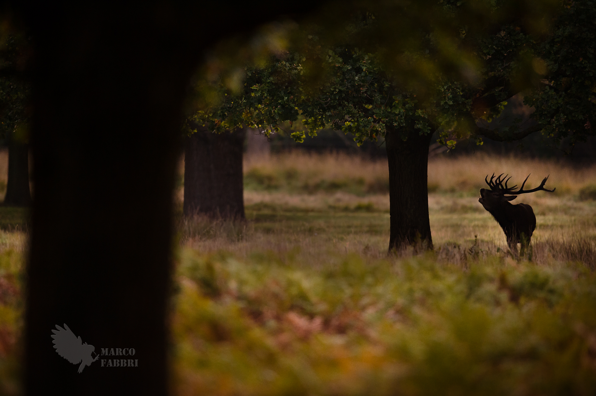 Nell'ombra del bosco